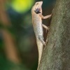 Lepojester pestry - Calotes versicolor - Oriental Garden Lizard o0594